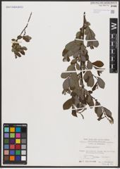 Foto von Salix aurita L.